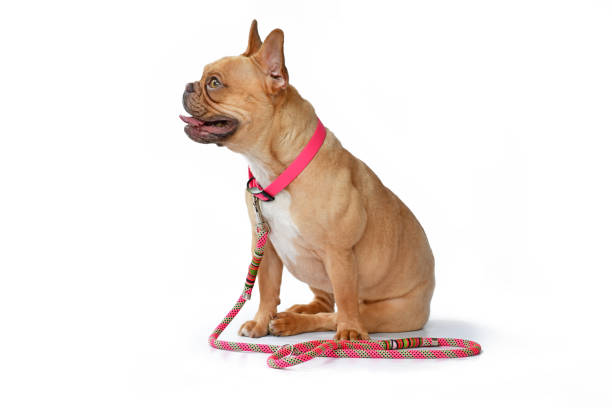 istock French Bulldog dog with collar with rope leash 2164185105