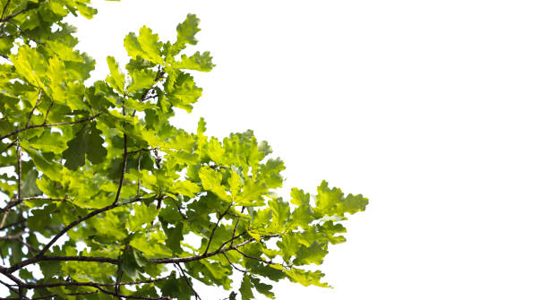 istock Oak tree branches with green leaves isolated on white background 2164185985