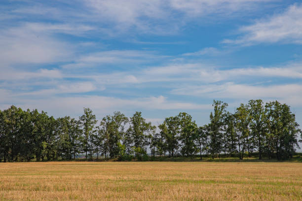 yellow field after harvest, trees on the edge of the field, forest strip, blue sky with white clouds, graphic landscape, minimalism