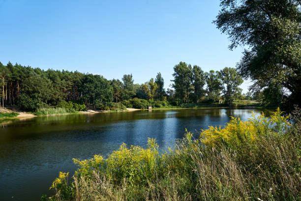 istock pine forest by a pond during autumn 2164186992