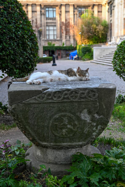 Sleeping cat in Istanbul Archaeological Museum