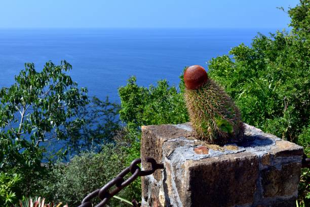 Turk's Cap Cactus high above coastline of Antigua