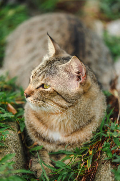 istock The cat looking something in the graden. 2164188997