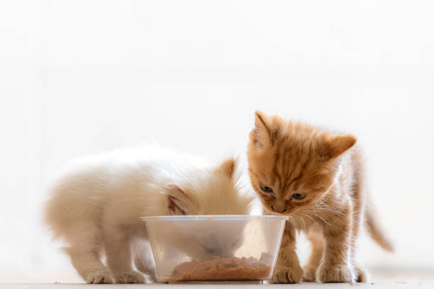 2 months stray kittens able to consume wet food for youngsters