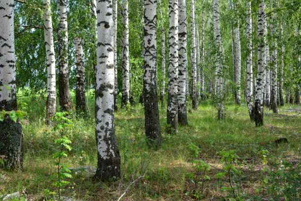 A forest road running through the forest, birch at sunset