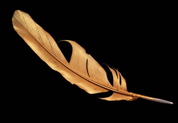 istock gold bird's feather on black background 2164190555