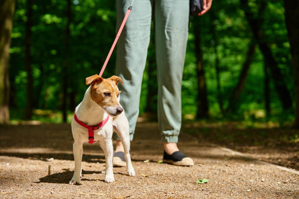 istock Woman Walking Dog in Park 2164190573