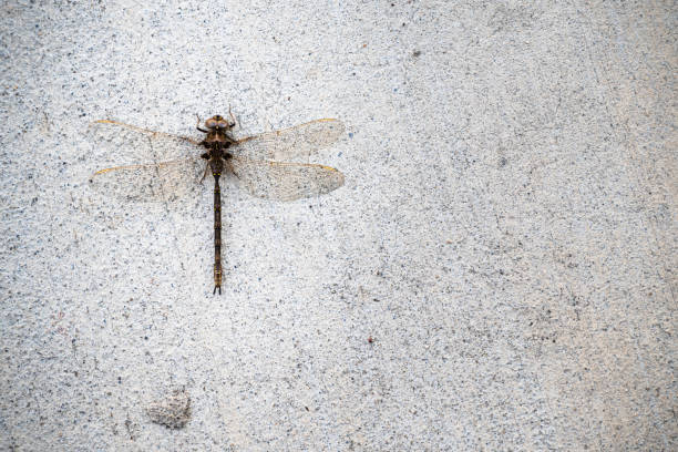 Top view of dead dragonfly on concrete sidewalk