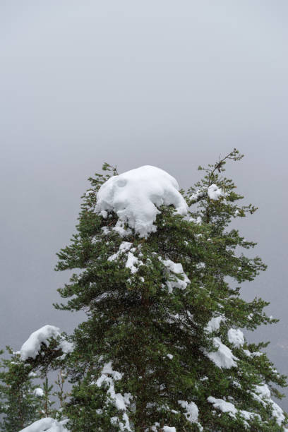 istock Snow covers trees after a winter storm 2164192383