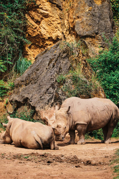 istock Pair of Rhinos Resting by a Rocky Cliffside 2164193455