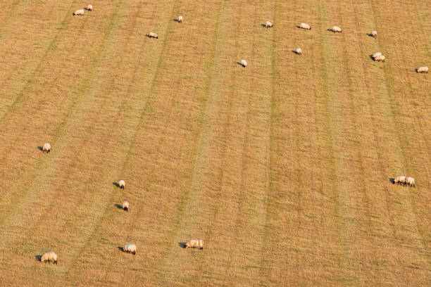 A rural Sussex farm landscape with sheep grazing on a hillside with evening light