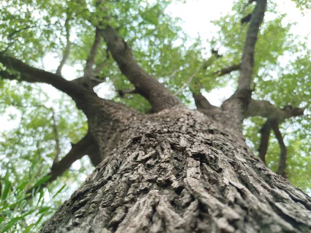 istock Detail of tree trunk with forest background 2164194201