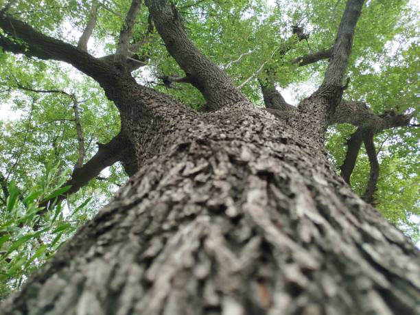 istock Detail of tree trunk with forest background 2164194270