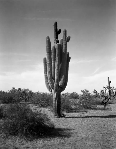 istock Saguaro Cactus Sonora desert Arizona Monochrome 2164194939