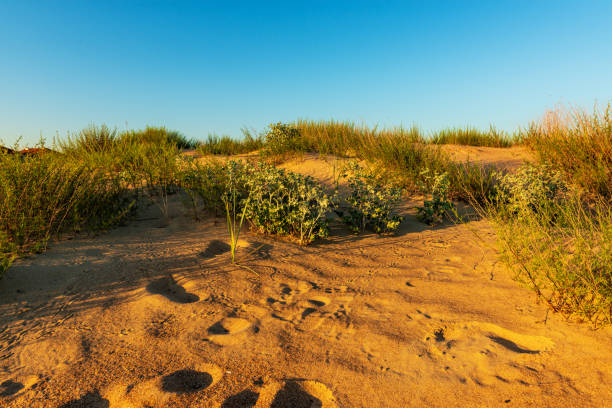 istock Sand dune with desert vegetation 2164195193
