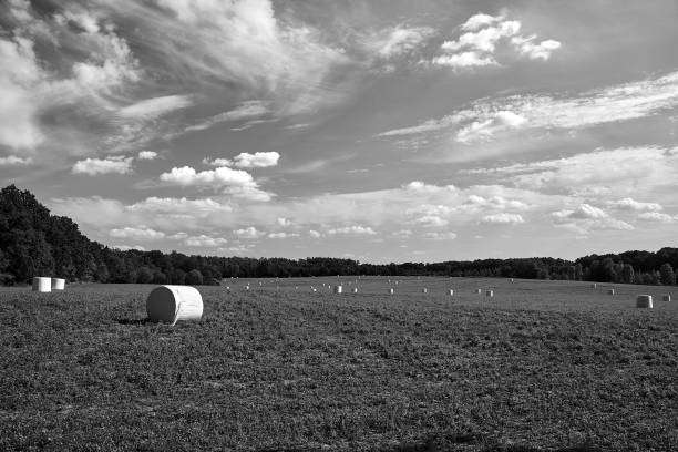 Ensilage balls in sunset and evening mist, fog