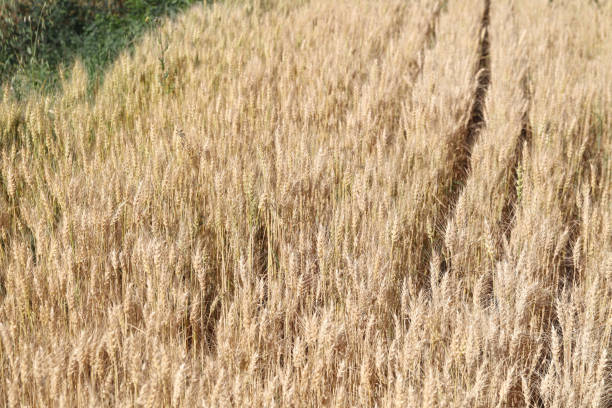 It's almost autumn and the wheat fields are beginning to mature, with large areas of golden yellow