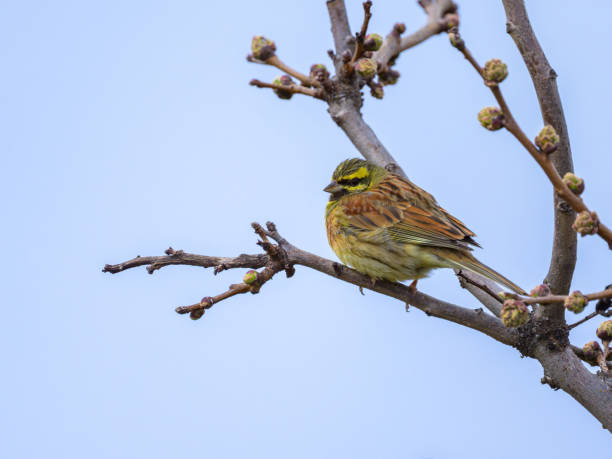 istock A Cirl Bunting sitting on a small twig 2164198063