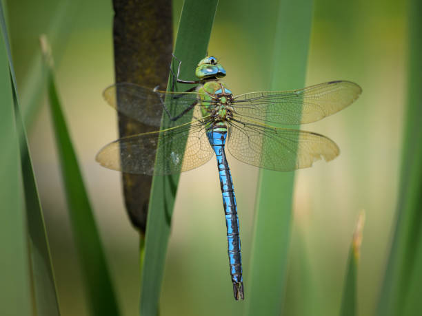 istock An emperor dragonfly resting on a plant 2164198074