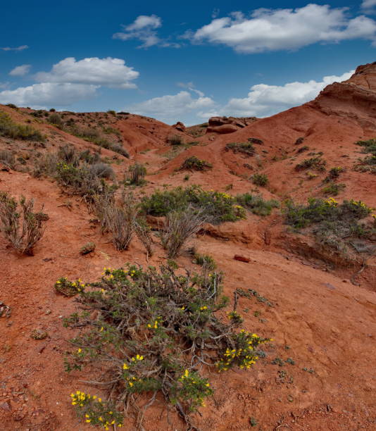 istock The unusual texture of red rocks 2164198146