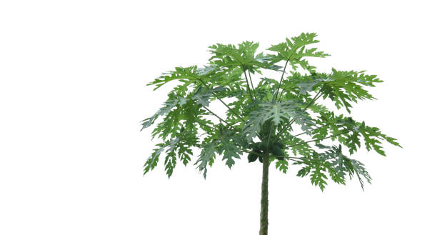 istock A cut-out of a papaya tree on a white background with clipping paths. 2164198693