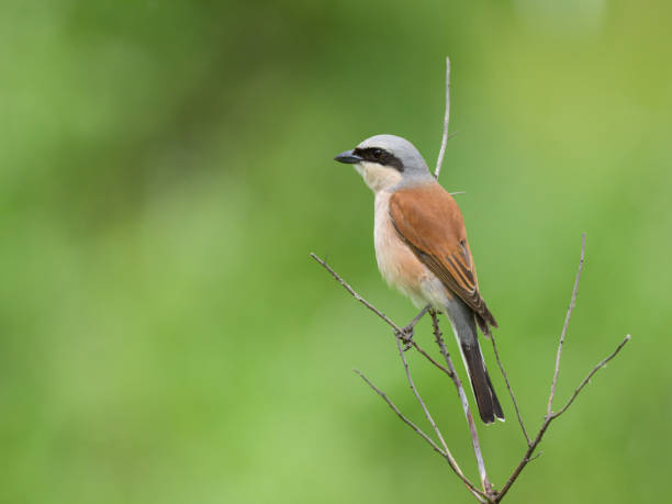 istock A male Red Backed Shrike sitting on a bush 2164198810