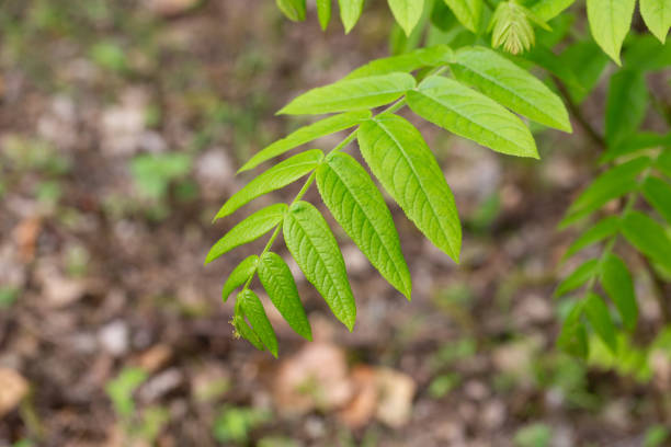 istock young green leaves on a Pterocarya branch in the park on a spring day 2164204579