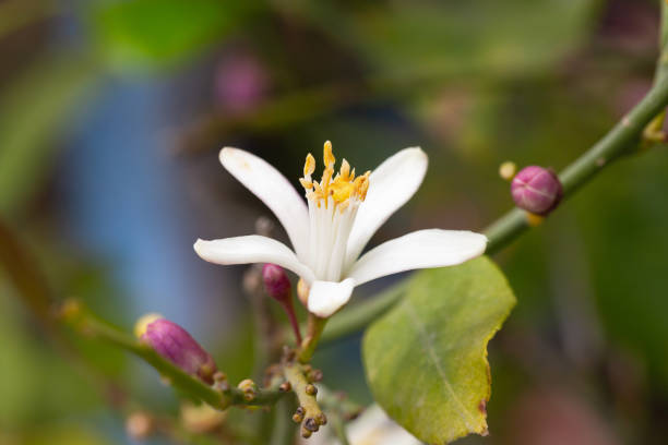Lemon flowers on the tree with blurred flowers background