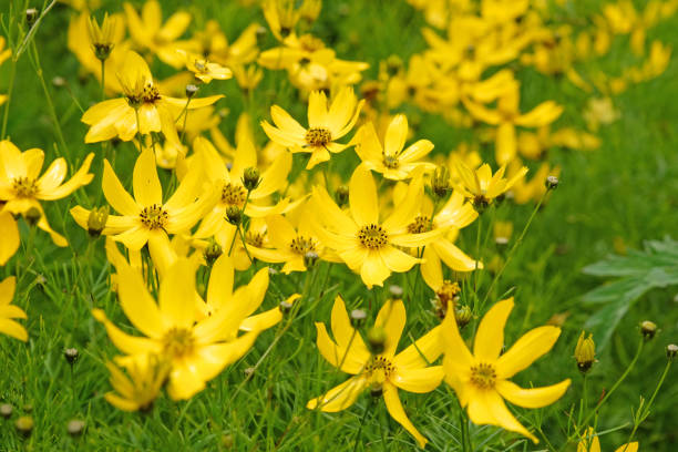 istock Bright yellow Coreopsis verticillata Zagreb, also known as whorled tickseed, whorled coreopsis, thread leaved tickseed, thread leaf coreopsis, and pot of gold in flower. 2164206678