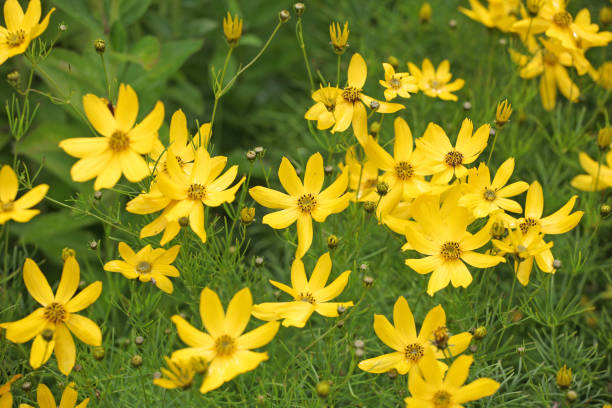 istock Bright yellow Coreopsis verticillata Zagreb, also known as whorled tickseed, whorled coreopsis, thread leaved tickseed, thread leaf coreopsis, and pot of gold in flower. 2164206794