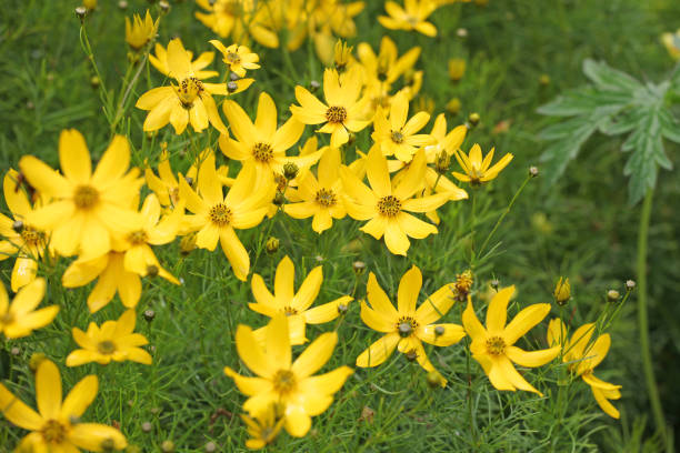 istock Bright yellow Coreopsis verticillata Zagreb, also known as whorled tickseed, whorled coreopsis, thread leaved tickseed, thread leaf coreopsis, and pot of gold in flower. 2164206801