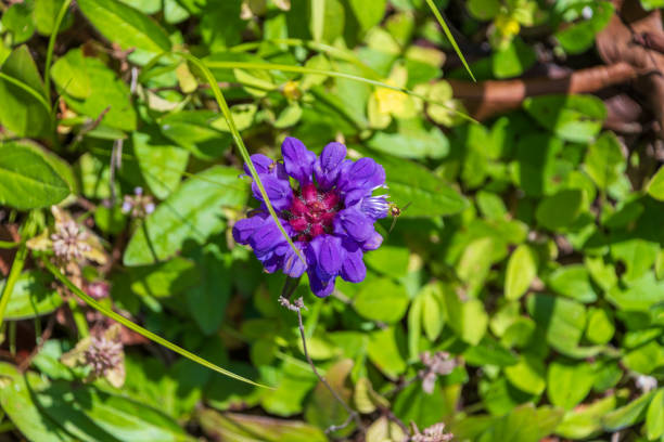 This photograph features a vibrant purple wildflower in full bloom, standing out against a backdrop of lush green foliage. The rich color and intricate details of the flower create a striking contrast with the surrounding greenery, capturing the beauty of nature in its simplest form.