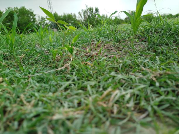 Lawn, Green - Golf Course, Putting Green, Land, Front or Back Yard
