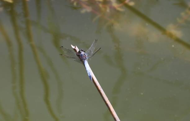 istock Nice blue dragon fly in summer time 2164208900