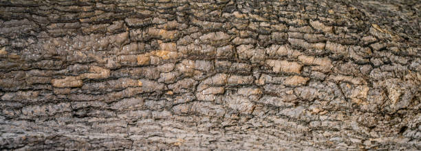 Close-up of tree bark texture background showcasing natural wood patterns and rough grainy surface, ideal for eco-friendly projects and nature-themed designs. Organic material and carbon neutrality.