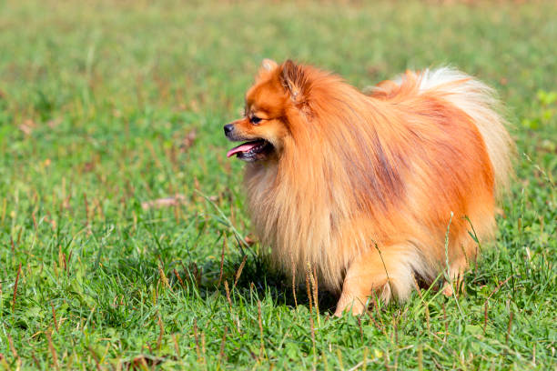istock adorable pomeranian spitz  running outdoors on grass in summer 2164211394