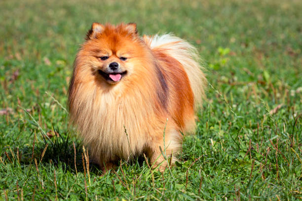 istock adorable pomeranian spitz  running outdoors on grass in summer 2164211416