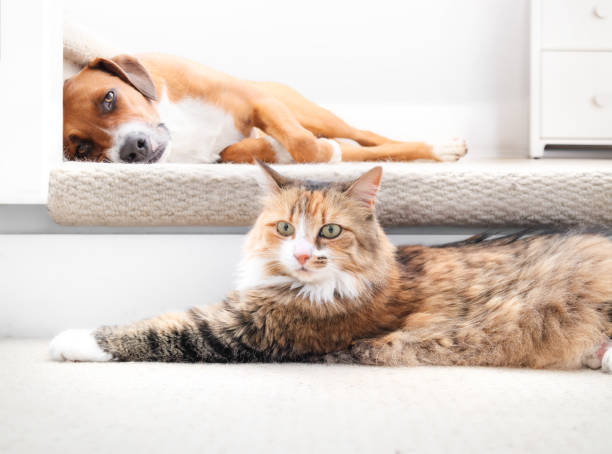 Bonded cat and dog lying together in staircase.