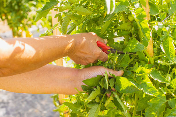 Trim tomato bushes