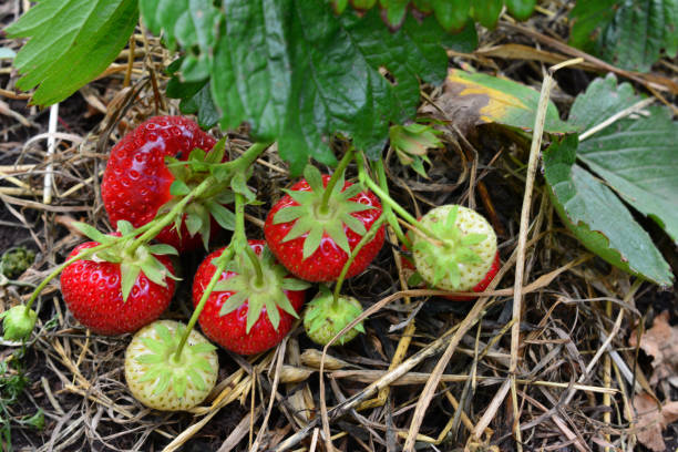 istock red strawberries on the seedling close up 2164212231