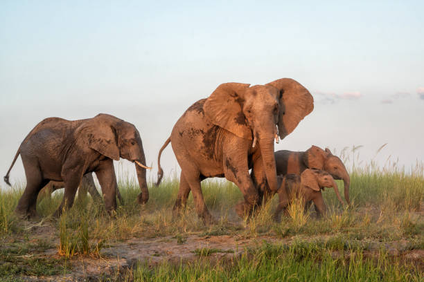 herd of african elephants with calfs standing in lake in Chobe National Park, Botswana