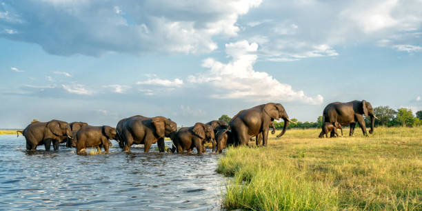 istock Elephants crossing the Chobe river 2164212768