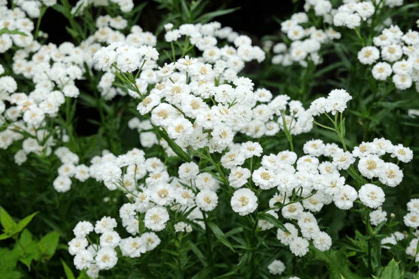 istock White Achillea ptarmica Perry's White, also known as sneezewort, in flower. 2164215454