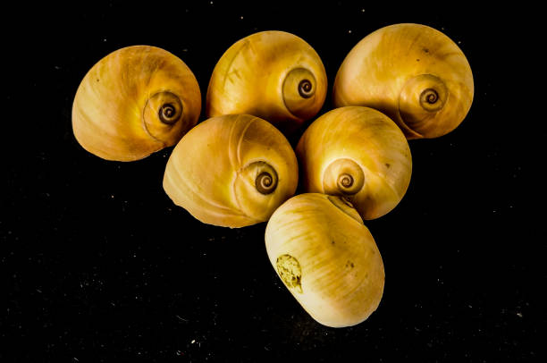 Seashell Snails, India, Asia