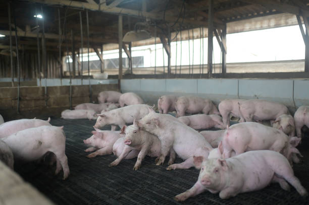 pig farm