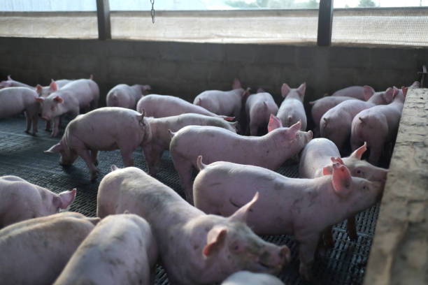 istock piglets in the corral 2164221242