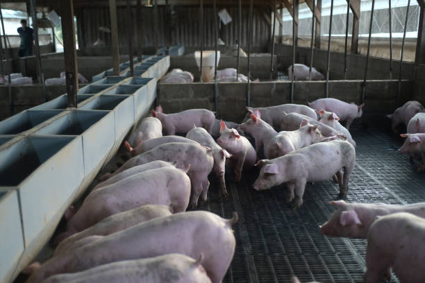 istock piglets in the corral 2164221267