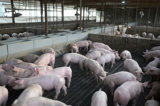 farm pig
