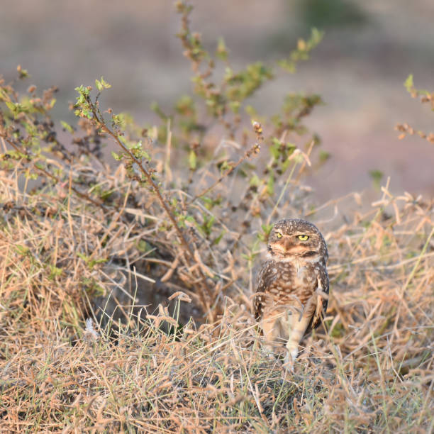 istock Burrowing owl (Athene cunicularia) guarding the nest site 2164222406