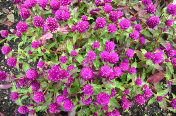 istock Pinball purple (Gomphrena Ggobosa) flowers 2164223256